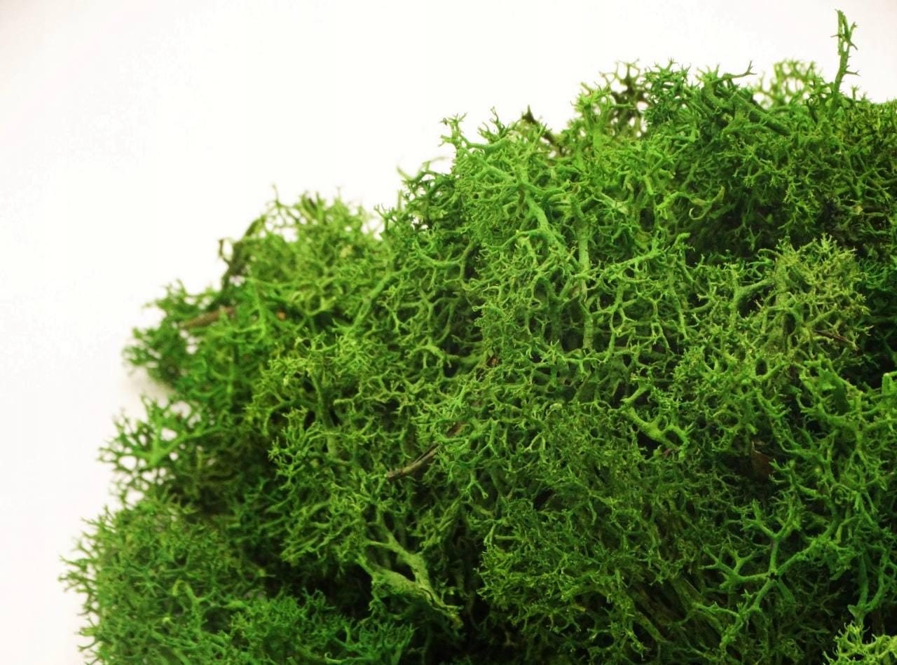 Preserved Moss Wall Art: Handmade Rustic Greenery Decor (50x70cm) Set of 2 pcs