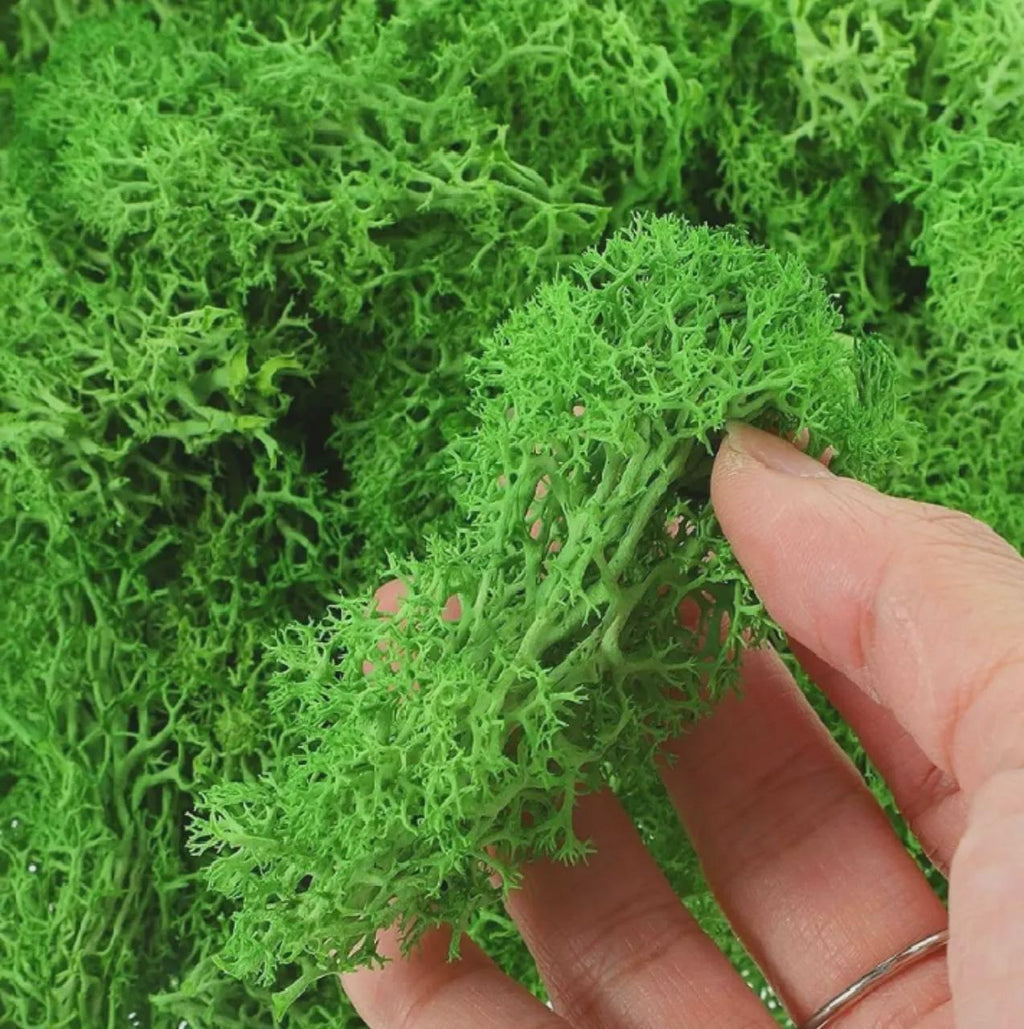 Preserved Moss Wall Art: Handmade Rustic Greenery Decor