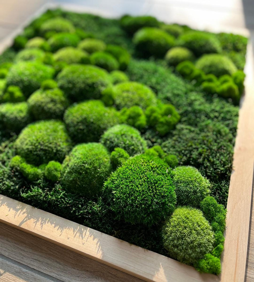 Preserved Moss Wall Art: Handmade Rustic Greenery Decor (50x50cm)