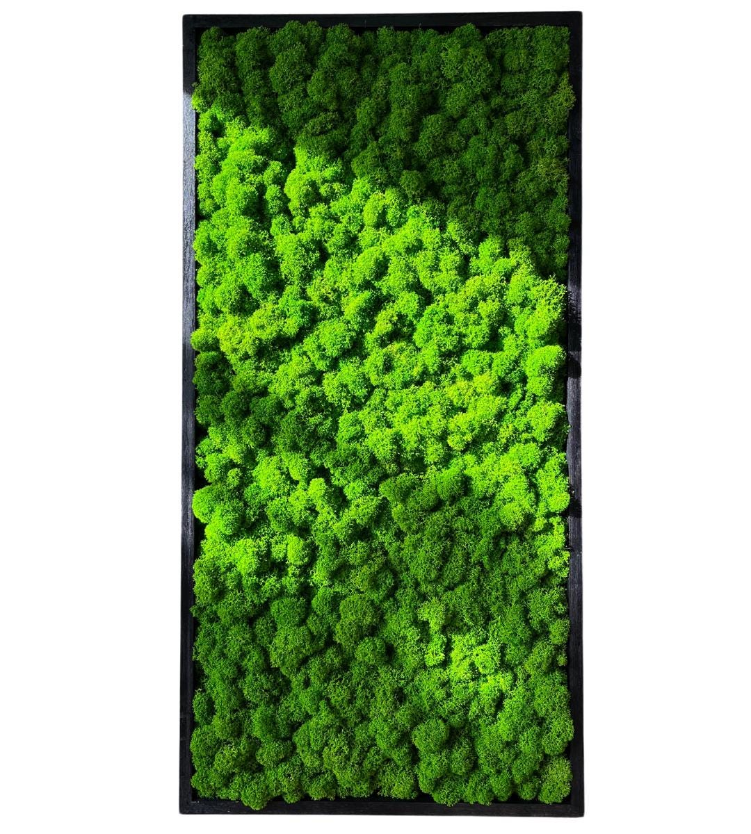 Preserved Painting with lichen Wall Art: Handmade Rustic Greenery Decor (30x80cm)